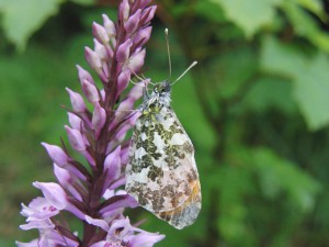 Blinder Mohrenfalter auf grünen Blatt Blinder Mohrenfalter auf grünen Blatt