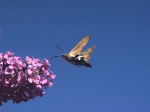 Taubenschwänzchen am naschen Taubenschwänzchen am naschen