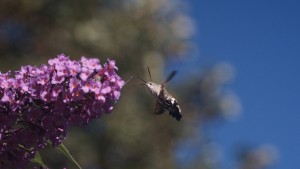 Taubenschwänzchen am Sommerflieder Taubenschwänzchen am Sommerflieder