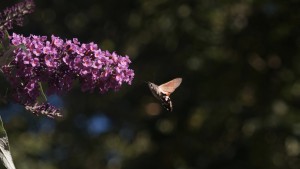 Taubenschwänzchen Flug am Sommerflieder Taubenschwänzchen Flug am Sommerflieder