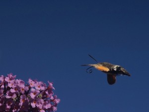 Taubenschwänzchen im Anflug Taubenschwänzchen im Anflug