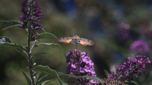 Taubenschwänzchen nascht am Sommerflieder Taubenschwänzchen nascht am Sommerflieder