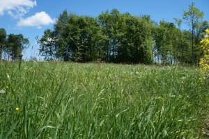 Schöne Frühlingswiese im Mai Schöne Frühlingswiese im Mai