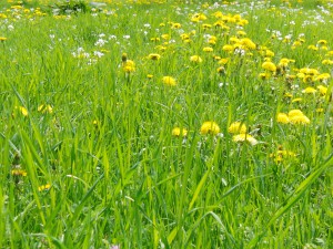 Löhwenzahn in der Wiese Löhwenzahn in der Wiese