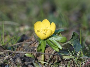Kleiner Winterling Kleiner Winterling
