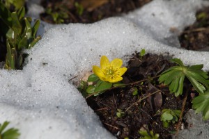 Winterlingblüte im Schneeloch Winterlingblüte im Schneeloch