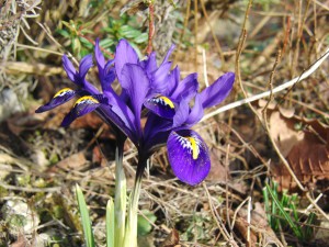 Blaue Netzblattiris 3
