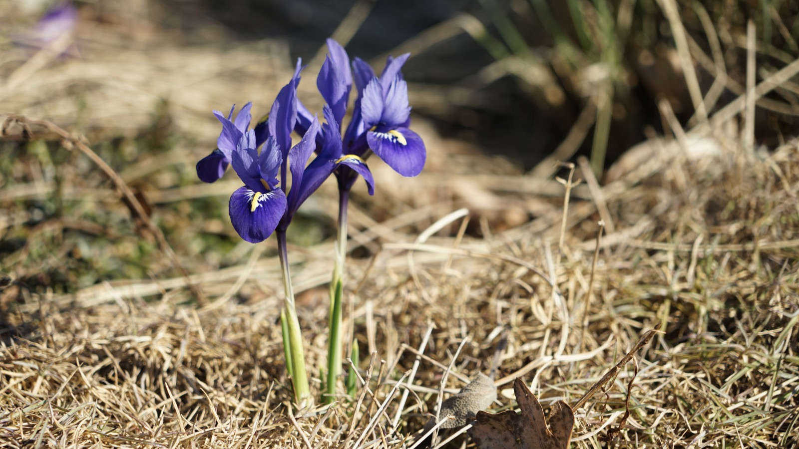 Blaue schönheit im Stroh Blaue schönheit im Stroh