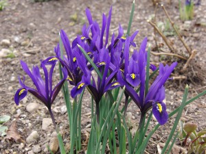 Blaue Zwergiris-Gruppe