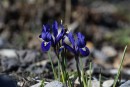 Blaue Zwergiris mit Besuch