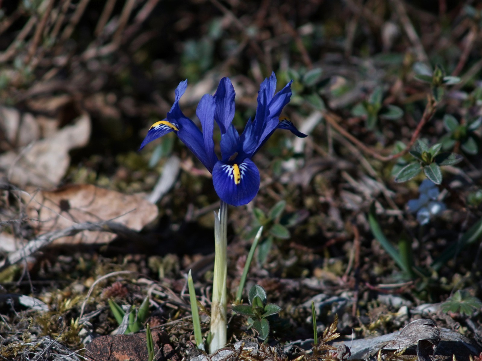 Blaue Zwergiris solo Blaue Zwergiris solo