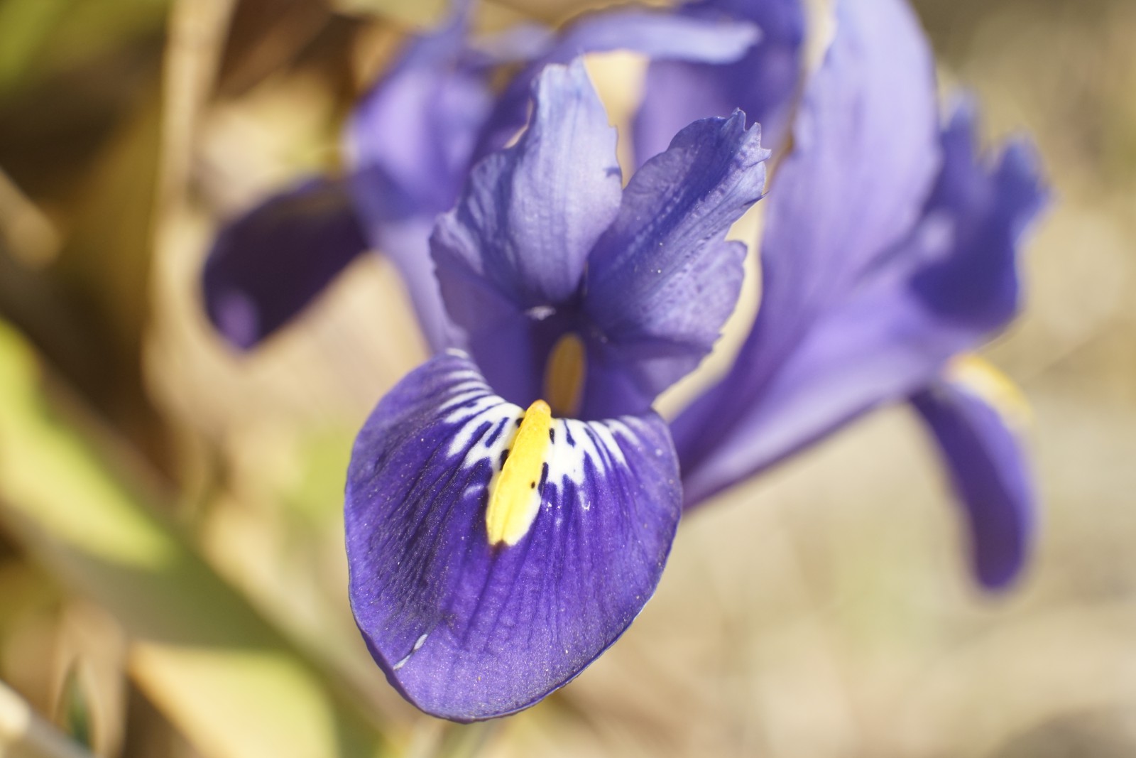 Jetzt rockt der Vorfrühling Jetzt rockt der Vorfrühling