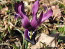 Kleine Iris violett 4