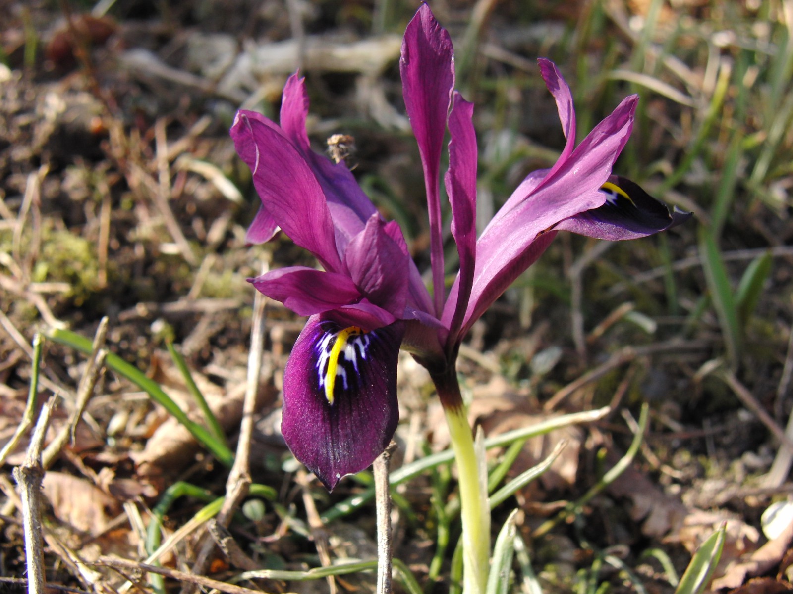 Kleine Iris violett 1 Kleine Iris violett 1