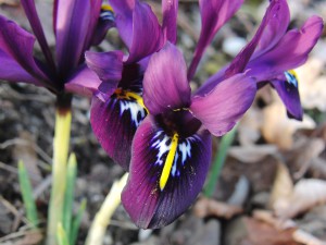 Netziris Blüte Netziris Blüte