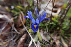 Reinkarnation der blauen Iris Reinkarnation der blauen Iris