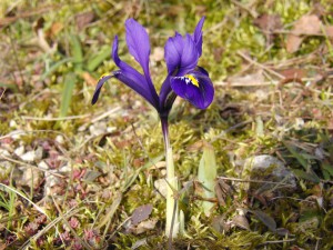 Schöne blaue Zwergiris Schöne blaue Zwergiris