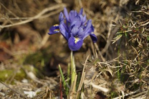 Schönheit im Vorfrühling Zwerg-Iris Schönheit im Vorfrühling Zwerg-Iris