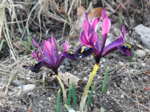 Violette Zwergiris Violette Zwergiris