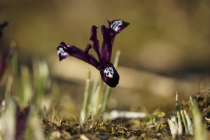 Violette Zwergiris Violette Zwergiris