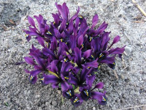 Violette Zwergiris-Gruppe Violette Zwergiris-Gruppe