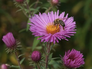 Asternblüte mit Biene Asternblüte mit Biene