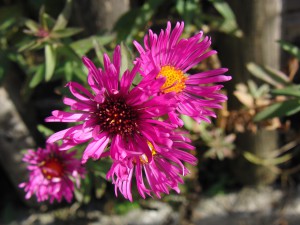 Herbstastern -Trio 