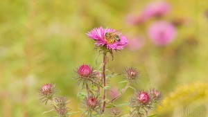 Verlockende Herbstaster Verlockende Herbstaster