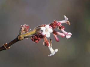 Blütenzauber im Winter Blütenzauber im Winter