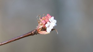 Blütenzweig im Januar Blütenzweig im Januar