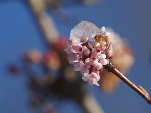 Bodnant-Schneeball Blüte mit Eis Bodnant-Schneeball Blüte mit Eis