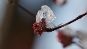 Bodnant-Schneeballknospen mit Eish&auml;ubchen