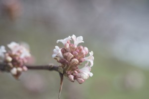 Bodnant-Schneeballblüte im Januar Bodnant-Schneeballblüte im Januar