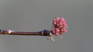 Duftscheeball Knospen Duftscheeball Knospen