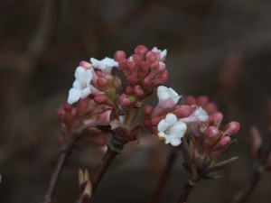 Rosa Knospen und weiße Blüten Rosa Knospen und weiße Blüten