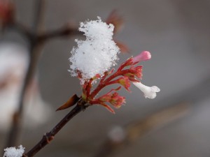 Winterblüte Bodnant Winterblüte Bodnant
