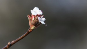 Winterschneeball Blüten Winterschneeball Blüten