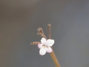 Zarte Blüte im Winter Zarte Blüte im Winter