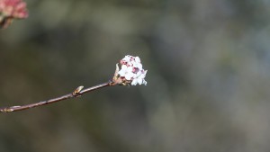 Zweig mit Blüte vom Winterschneeball Zweig mit Blüte vom Winterschneeball