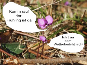 Alpenveilchen Pärchen Fotocomic Alpenveilchen Pärchen Fotocomic
