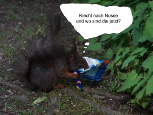 Eichhörnchen sucht Nüsse im Eispapier Eichhörnchen sucht Nüsse im Eispapier