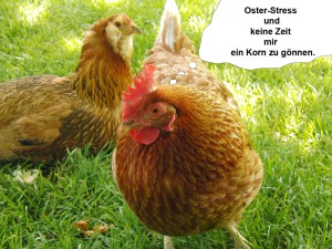 Hahn im Osterstress Hahn im Osterstress