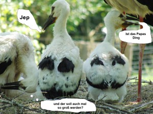 Juniorsorgen im Storchennest Juniorsorgen im Storchennest