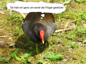 Umsonst die Flügel gedrückt Umsonst die Flügel gedrückt