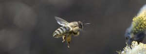 Bienenflug zum Palmkätzchen FB Banner Bienenflug zum Palmkätzchen FB Banner