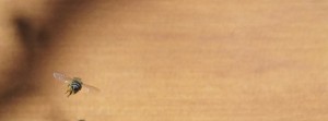 Biene am Stock FB Banner Biene am Stock FB Banner