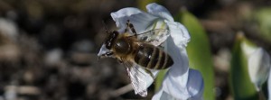 Biene an Sternhyazinthe FB Banner Biene an Sternhyazinthe FB Banner