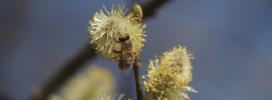 Biene an Weidenkätzchenblüte FB Banner Biene an Weidenkätzchenblüte FB Banner