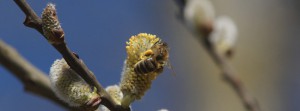 Biene an Weidenkätzchen FB Banner Biene an Weidenkätzchen FB Banner