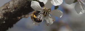 Biene an weißer Kirschblüte FB Banner Biene an weißer Kirschblüte FB Banner